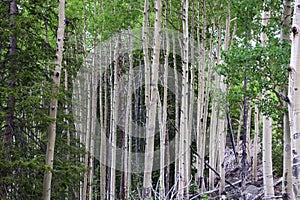 Colorado Aspen tree in a forest in the summer time