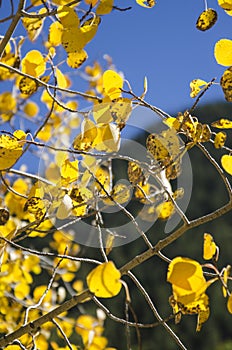 Colorado Aspen Trees