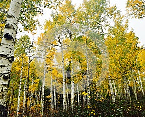 Colorado Aspen Trees in the Fall