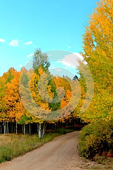 Colorado aspens