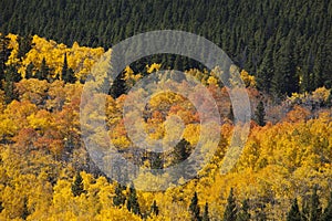 Colorado Aspens Stand