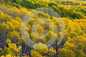 Colorado Autumn Apen Trees