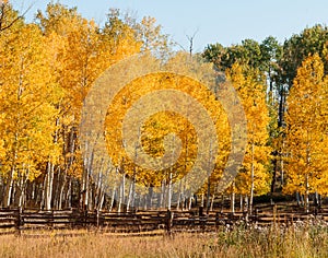 Colorado Autumn Scenery