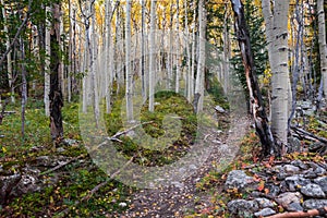 Colorado Autumn Trail