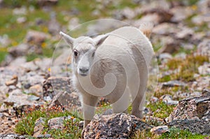 Colorado Baby Mountain Goat