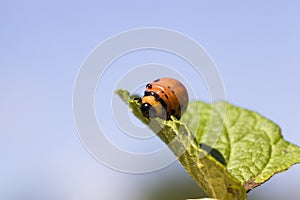 colorado beetle