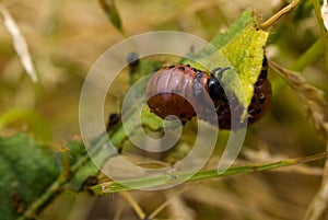 Colorado Beetle