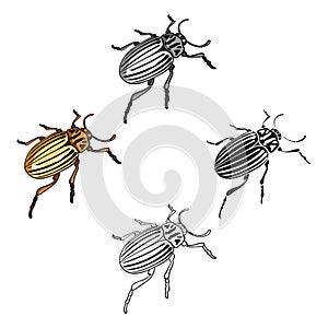 Colorado beetle, a coleopterous insect.Colorado, a harmful insect single icon in cartoon,black style vector symbol stock