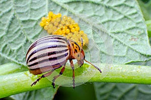 Colorado beetle crawls near yellow eggs on a sheet of potatoes