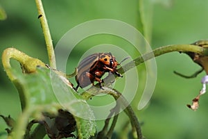 The Colorado beetle eats green leaves of potatoes. Macro shot of the pest on the nightshade bushes. Striped insect destroys agro-i