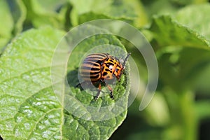 The Colorado beetle eats green leaves of potatoes. Macro shot of the pest on the nightshade bushes. Striped insect destroys agro-i