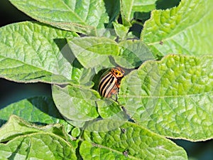 The Colorado beetle eats green leaves of potatoes. Macro shot of the pest on the nightshade bushes. Striped insect destroys agro-i