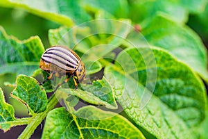 Colorado beetle eats green potato leaves. Garden insect pest.