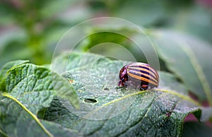 Colorado beetle eats a potato leaves young.