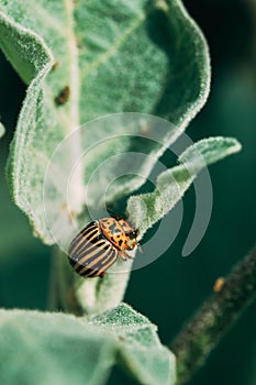 Colorado Beetle Eats A Potato Leaves Young. Colorado Potato Striped Beetle Or Leptinotarsa Decemlineata Is Serious Pest