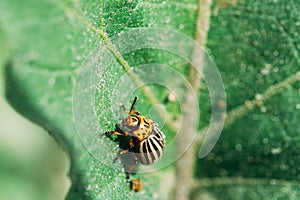 Colorado Beetle Eats A Potato Leaves Young. Colorado Potato Striped Beetle Or Leptinotarsa Decemlineata Is Serious Pest