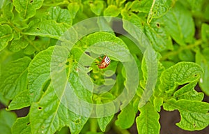 Colorado beetle eats a potato leaves young. Parasites in wildlife and agriculture