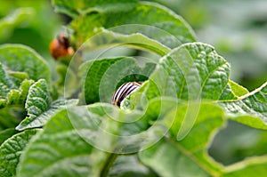 Colorado beetle eats a potato leaves young. Pests destroy a crop in the field.