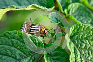 Colorado beetle eats a potato leaves young. Pests destroy a crop in the field.