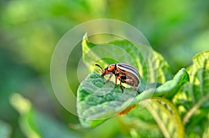 Colorado beetle eats a potato leaves young. Pests destroy a crop in the field.