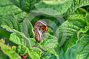 Colorado beetle eats a potato leaves young. Pests destroy a crop in the field.