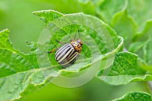 Colorado beetle eats a potato leaves young. Pests destroy a crop in the field.