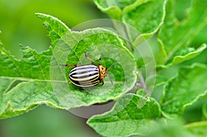 Colorado beetle eats a potato leaves young. Pests destroy a crop in the field.