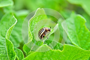 Colorado beetle eats a potato leaves young. Pests destroy a crop in the field.