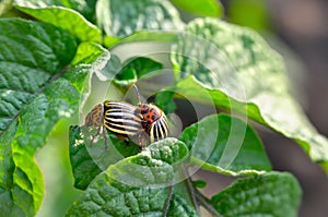 Colorado beetle eats a potato leaves young. Pests destroy a crop in the field.