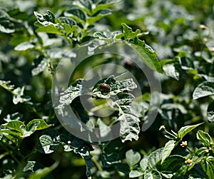 Colorado beetle eats a potato leaves young. Pests destroy a crop in the field. Parasites in wildlife and agriculture