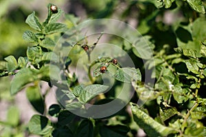 Colorado beetle eats a potato leaves young. Pests destroy a crop in the field. Parasites in wildlife and agriculture