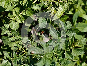 Colorado beetle eats a potato leaves young. Pests destroy a crop in the field. Parasites in wildlife and agriculture