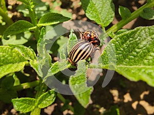 Colorado beetle eats a potato leaves young. Pests destroy a crop in the field. Parasites in wildlife and agriculture