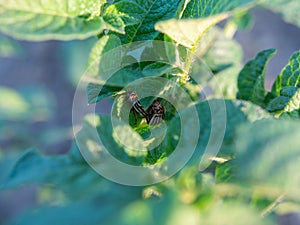 Colorado beetle eats a potato leaves young. Pests destroy a crop in the field. Parasites in wildlife and agriculture