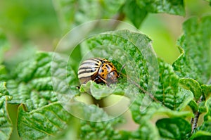 Colorado beetle eats a potato leaves young. Pests destroy a crop in the field. Parasites in wildlife and agriculture