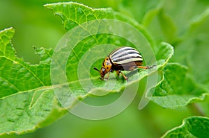 Colorado beetle eats a potato leaves young. Pests destroy a crop in the field. Parasites in wildlife and agriculture