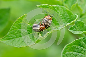 Colorado beetle eats a potato leaves young. Pests destroy a crop in the field. Parasites in wildlife and agriculture