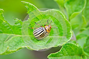 Colorado beetle eats a potato leaves young. Pests destroy a crop in the field. Parasites in wildlife and agriculture