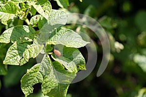 Colorado beetle eats potato leaves young. Pests destroy a crop in field. Parasites in wildlife and agriculture.