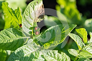 Colorado beetle eats potato leaves young. Pests destroy a crop in field. Parasites in wildlife and agriculture.