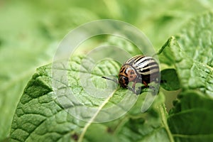 Colorado beetle eats a potato leaves young. Pests destroy a crop in the field. Parasites in wildlife and agriculture. Close-up,