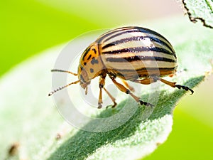 Colorado beetle on eggplant leaf close-up