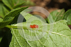 Colorado Beetle eggs - Leptinotarsa decemlineata photo