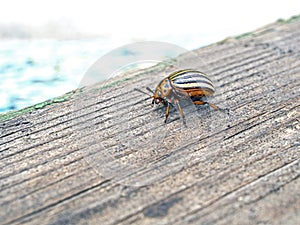 Colorado beetle an insect with the Latin name Leptinotarsa decemlineata, macro