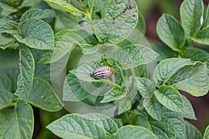 Colorado beetle insect pests Flowering potatoes Vegetables Flowers and gardens vegetation photo