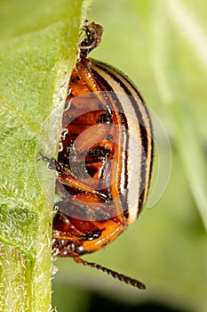 Colorado beetle on the leaves of potatoes