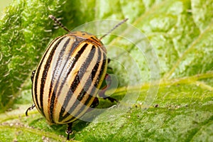 Colorado beetle on the leaves of potatoes