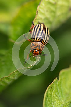 Colorado beetle on the leaves of potatoes