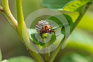 Colorado beetle on the leaves of potatoes