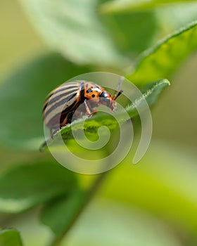 Colorado beetle on the leaves of potatoes